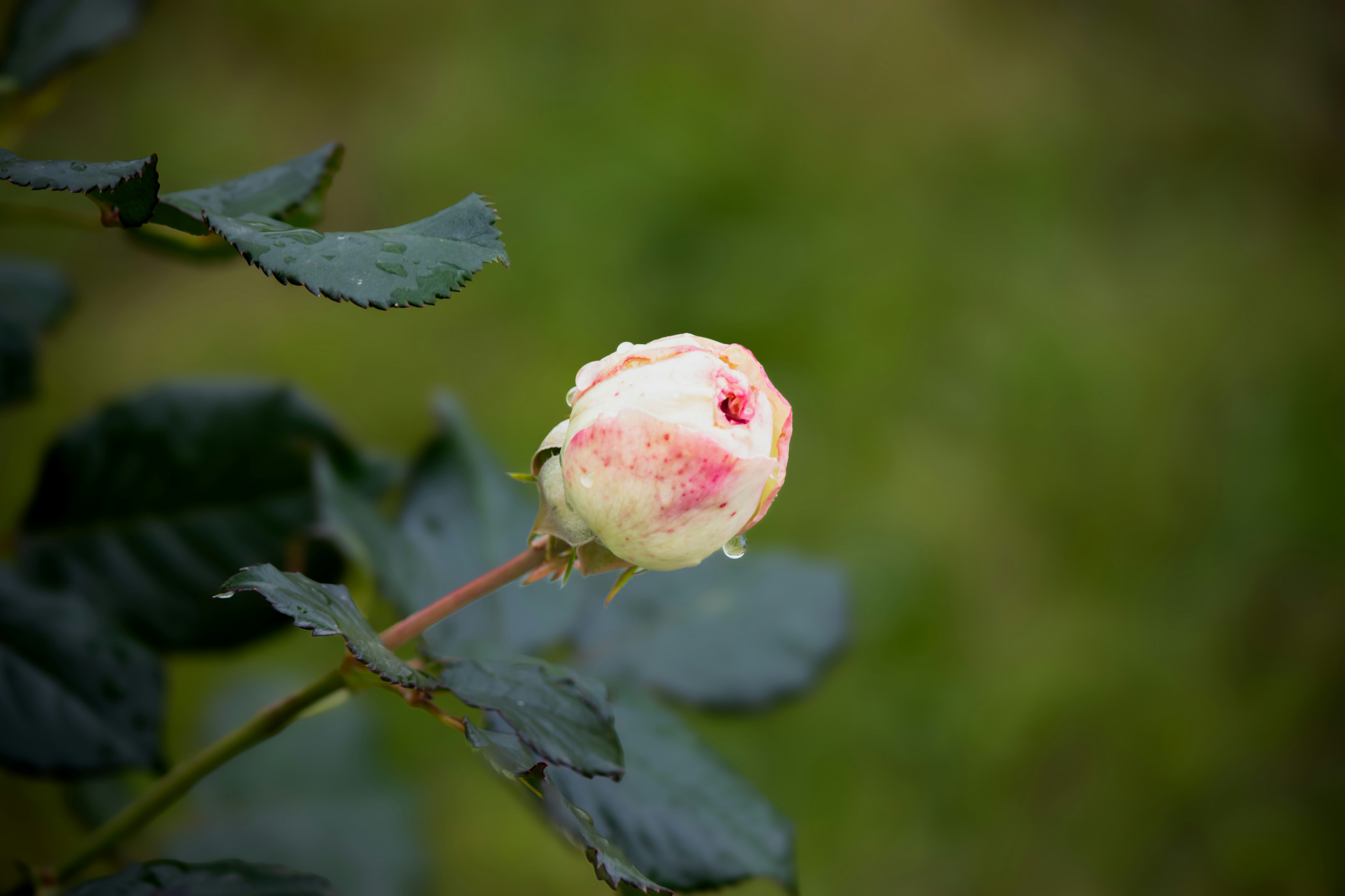 SBI証券のSORの取引画面