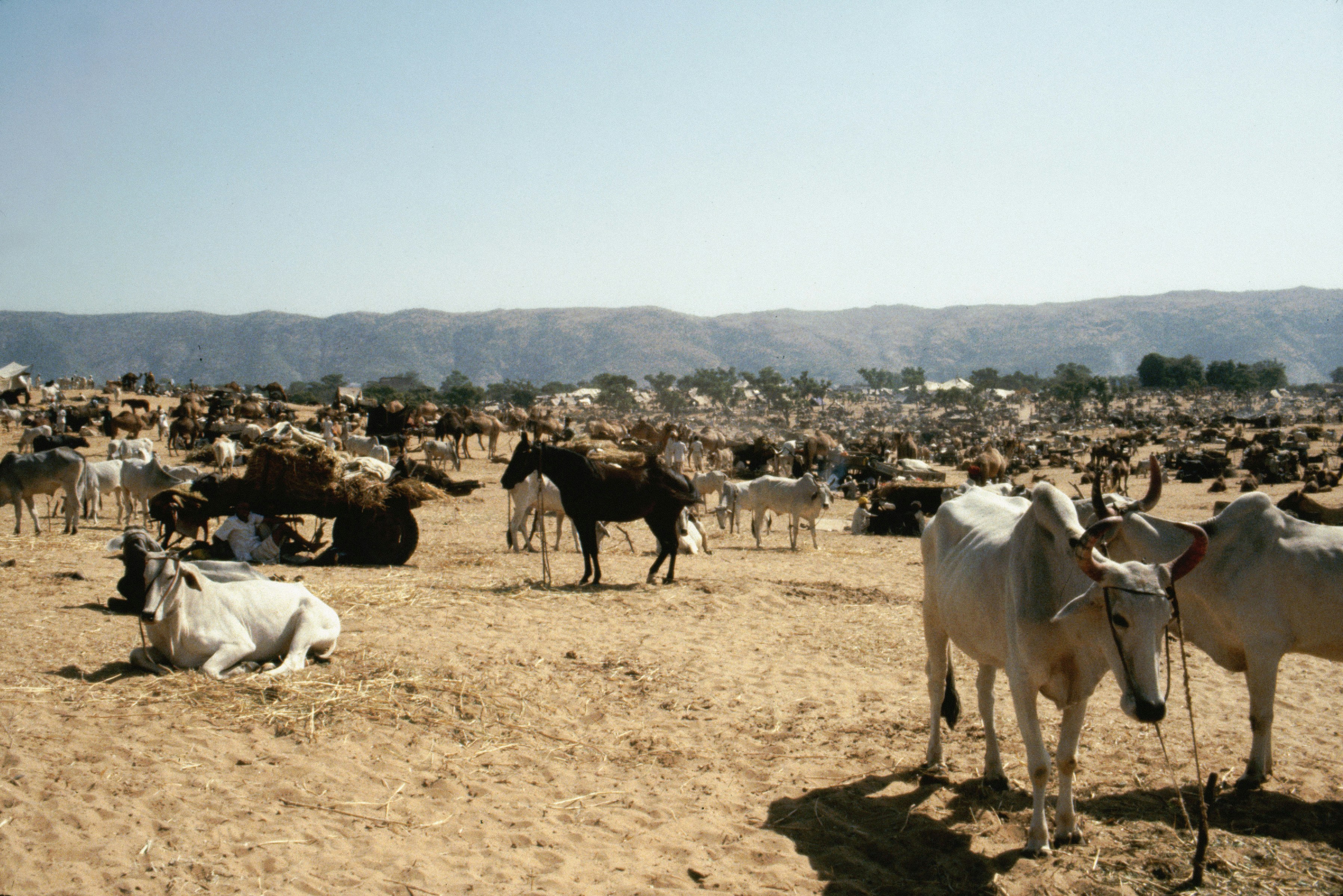 海外トレーダーが複数モニターで色彩を工夫したチャートを操作している風景
